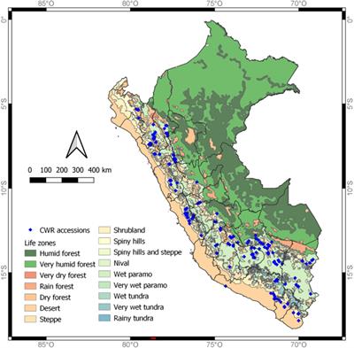 Collecting wild potato species (Solanum sect. Petota) in Peru to enhance genetic representation and fill gaps in ex situ collections